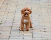 F1B Macaroni, a female Miniature Goldendoodle for sale in Syracuse, IN – Photo 2 of 10