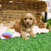 F1B Macaroni, a female Miniature Goldendoodle for sale in Syracuse, IN – Photo 7 of 10