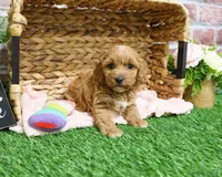 F1B Macaroni, a female Miniature Goldendoodle for sale in Syracuse, IN – Photo 5 of 9