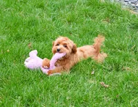 F1B Macaroni, a female Miniature Goldendoodle for sale in Syracuse, IN – Photo 3 of 10