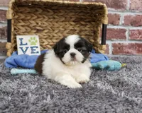 AKC Arlo, a male Shih Tzu for sale in Syracuse, IN – 4 of 6