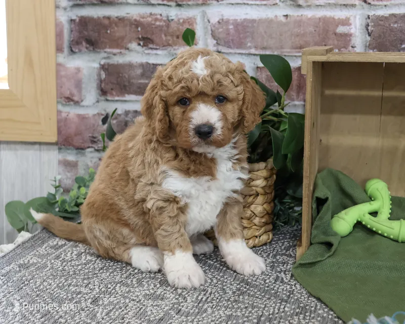 F1B Lenny – Goldendoodle puppy for sale in Syracuse, IN