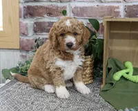 F1B Lenny, a male Goldendoodle for sale in Syracuse, IN – 1 of 4