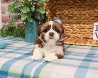 AKC Tramp, a male Shih Tzu for sale in Syracuse, IN – Photo 2 of 6