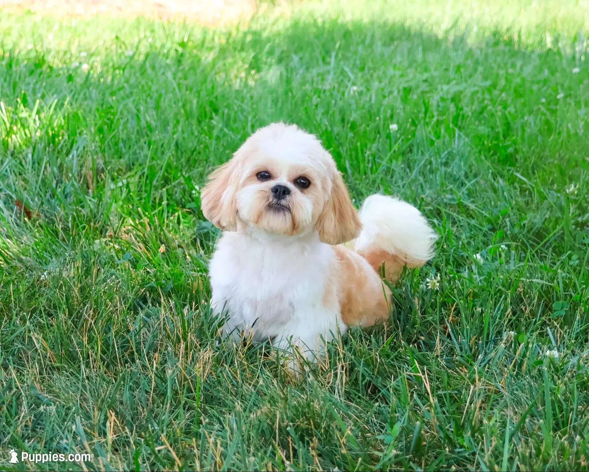 AKC Tramp, a male Shih Tzu for sale in Syracuse, IN – Photo 9 of 10