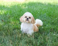 AKC Tramp, a male Shih Tzu for sale in Syracuse, IN – Photo 5 of 6