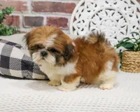 AKC Tramp, a male Shih Tzu for sale in Syracuse, IN – Photo 4 of 10