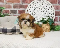 AKC Tramp, a male Shih Tzu for sale in Syracuse, IN – Photo 2 of 10