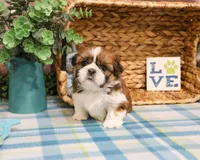 AKC Tramp, a male Shih Tzu for sale in Syracuse, IN – Photo 4 of 6