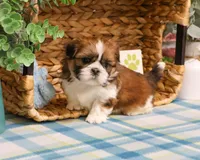 AKC Tramp, a male Shih Tzu for sale in Syracuse, IN – Photo 3 of 6