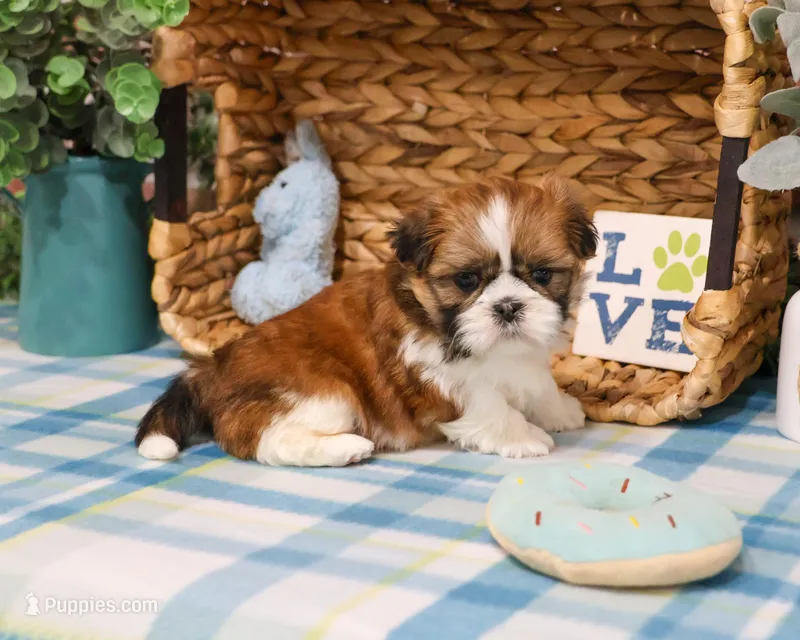 AKC Tramp – Shih Tzu puppy for sale in Syracuse, IN