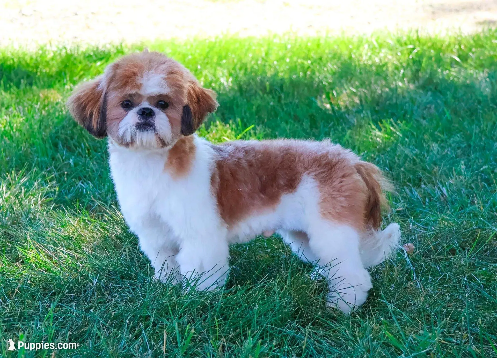 AKC Tramp, a male Shih Tzu for sale in Syracuse, IN – Photo 10 of 10