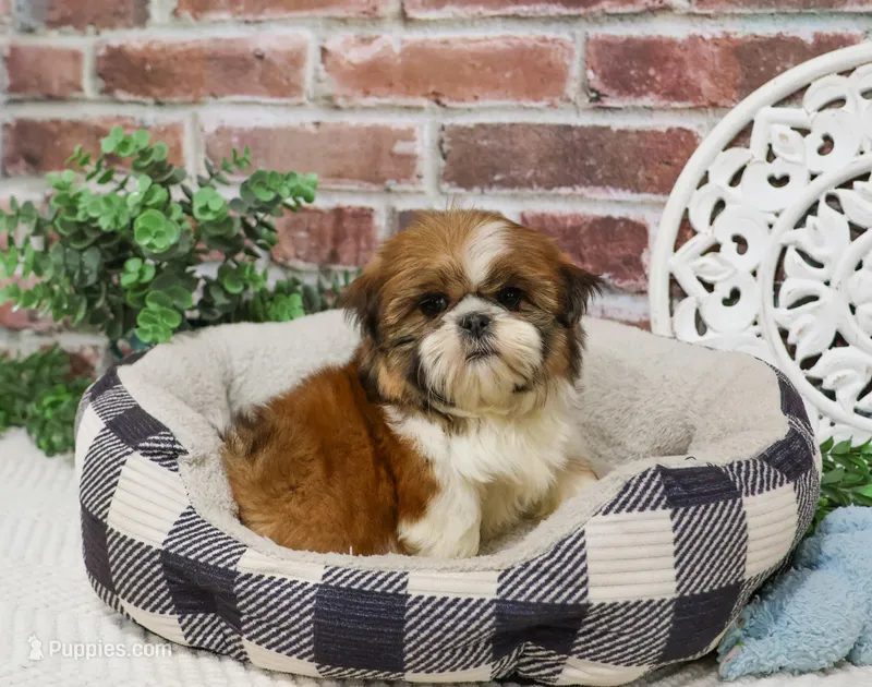 AKC Tramp – Shih Tzu puppy for sale in Syracuse, IN