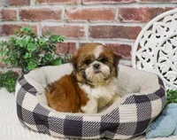 AKC Tramp, a male Shih Tzu for sale in Syracuse, IN – Photo 1 of 10