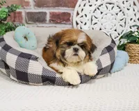 AKC Tramp, a male Shih Tzu for sale in Syracuse, IN – Photo 3 of 10