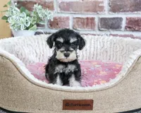 AKC Janelle, a female Miniature Schnauzer for sale in Syracuse, IN – 3 of 6
