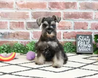 AKC Hannah, a female Miniature Schnauzer for sale in Syracuse, IN – 5 of 5