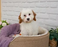 F1 Emerald, a female Cavapoo for sale in Syracuse, IN – 5 of 10