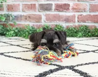 AKC Otto , a male Miniature Schnauzer for sale in Syracuse, IN – 5 of 7