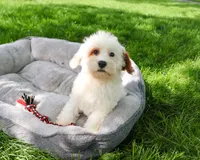F1 Shiloh , a male Cavapoo for sale in Syracuse, IN – 1 of 10