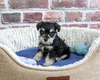 AKC Jacob, a male Miniature Schnauzer for sale in Syracuse, IN – 2 of 5