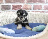 AKC Julius, a male Miniature Schnauzer for sale in Syracuse, IN – 3 of 5