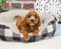F1B Illius , a male Cavapoo for sale in Syracuse, IN – 6 of 8
