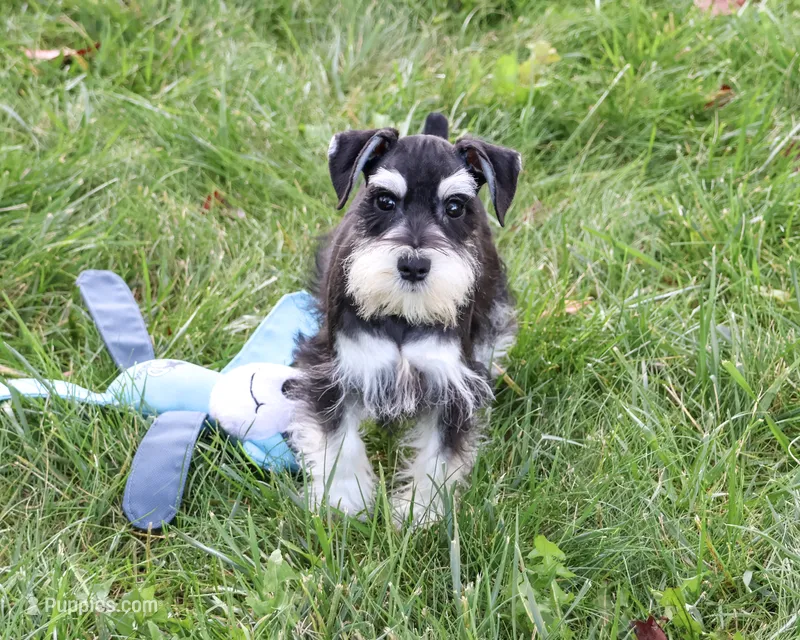 AKC Jacob – Miniature Schnauzer puppy for sale in Syracuse, IN