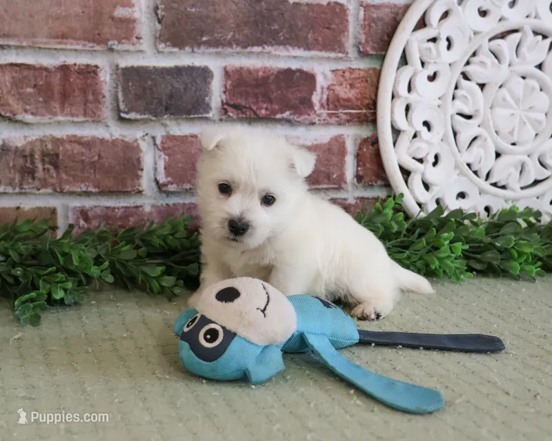 AKC Wallace  – West Highland White Terrier puppy for sale in Syracuse, IN