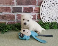 AKC Wallace , a male West Highland White Terrier for sale in Syracuse, IN – 1 of 7