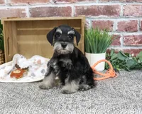 AKC Jonah, a male Miniature Schnauzer for sale in Syracuse, IN – 3 of 10