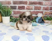 AKC Sid , a male Shih Tzu for sale in Syracuse, IN – 3 of 5