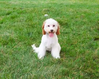 F1 Emerald, a female Cavapoo for sale in Syracuse, IN – 4 of 10