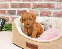 F1B Sugar, a female Cavapoo for sale in Syracuse, IN – 5 of 6