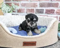 AKC Julius, a male Miniature Schnauzer for sale in Syracuse, IN – 5 of 5