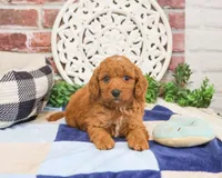F1B Donut, a male Cavapoo for sale in Syracuse, IN – 5 of 6