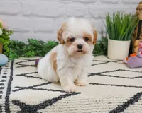 F1 Patty , a female Cavapoo for sale in Syracuse, IN – 6 of 9