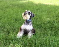 AKC Champ, a male Miniature Schnauzer for sale in Syracuse, IN – 4 of 5