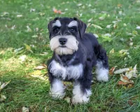 AKC Jefferson, a male Miniature Schnauzer for sale in Syracuse, IN – 4 of 6