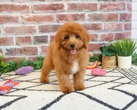 F1B Matilda , a female Cavapoo for sale in Syracuse, IN – 4 of 10