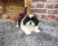 AKC Angel, a female Shih Tzu for sale in Syracuse, IN – 5 of 5