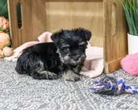 AKC Davina, a female Miniature Schnauzer for sale in Syracuse, IN – 2 of 6