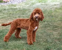 F1B Illius , a male Cavapoo for sale in Syracuse, IN – 5 of 10