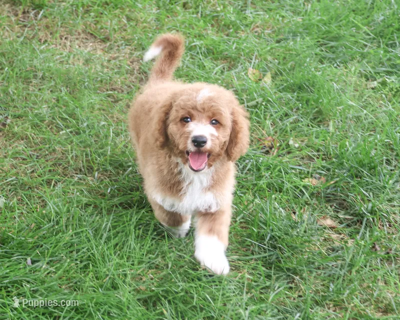 F1B Lenny – Goldendoodle puppy for sale in Syracuse, IN