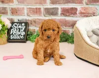 F1B Chanel, a female Cavapoo for sale in Syracuse, IN – 2 of 5