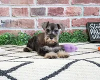 AKC Elle, a female Miniature Schnauzer for sale in Syracuse, IN – 2 of 6