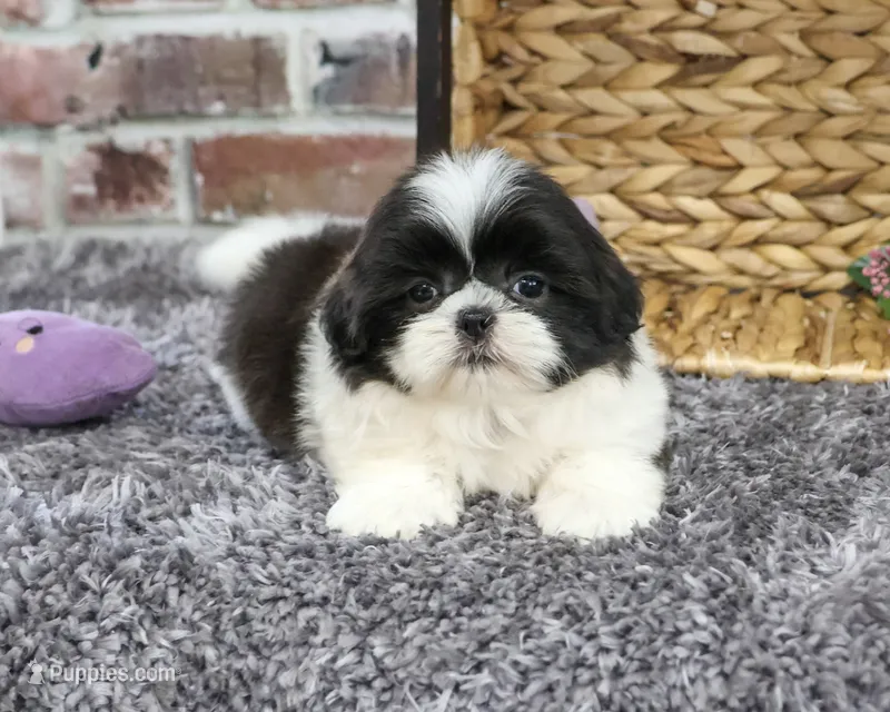 AKC Angel – Shih Tzu puppy for sale in Syracuse, IN