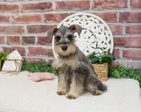 AKC Hadley , a female Miniature Schnauzer for sale in Syracuse, IN – Photo 4 of 8