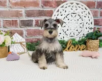 AKC Hadley , a female Miniature Schnauzer for sale in Syracuse, IN – Photo 6 of 8