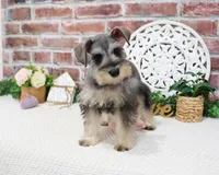 AKC Hadley , a female Miniature Schnauzer for sale in Syracuse, IN – Photo 3 of 8